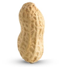 Peanut
