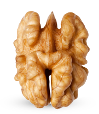 Walnut