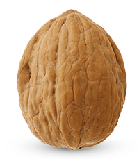 Walnut Insheel